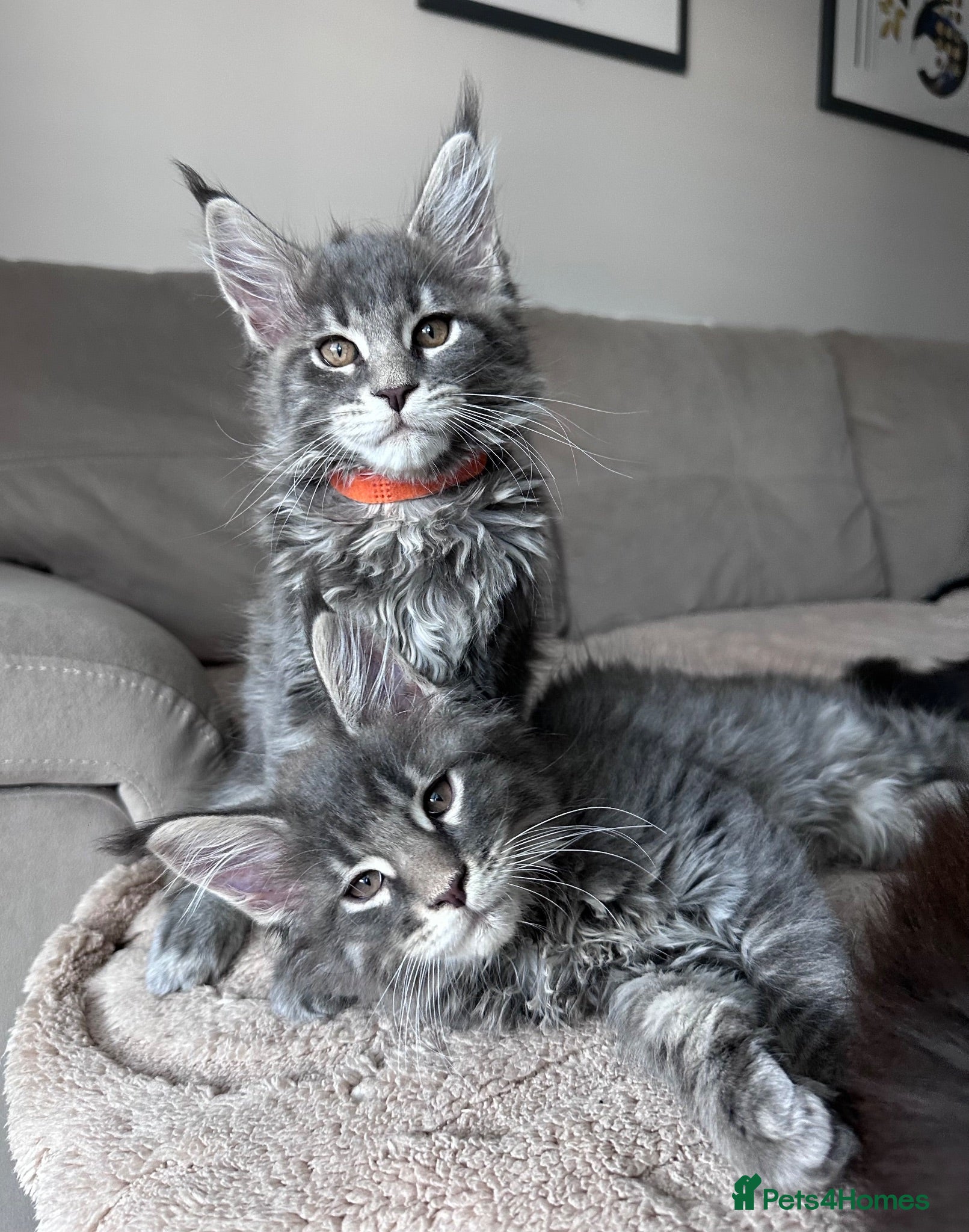 Maine Coon cats ✨7 Gorgeous Pure Breed Maine Coon Kittens✨ - Advert 2