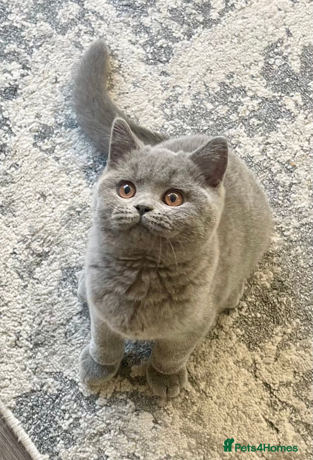 British Shorthair cats for sale: Beautiful British Shorthairs - READY TO GO - Advert 4