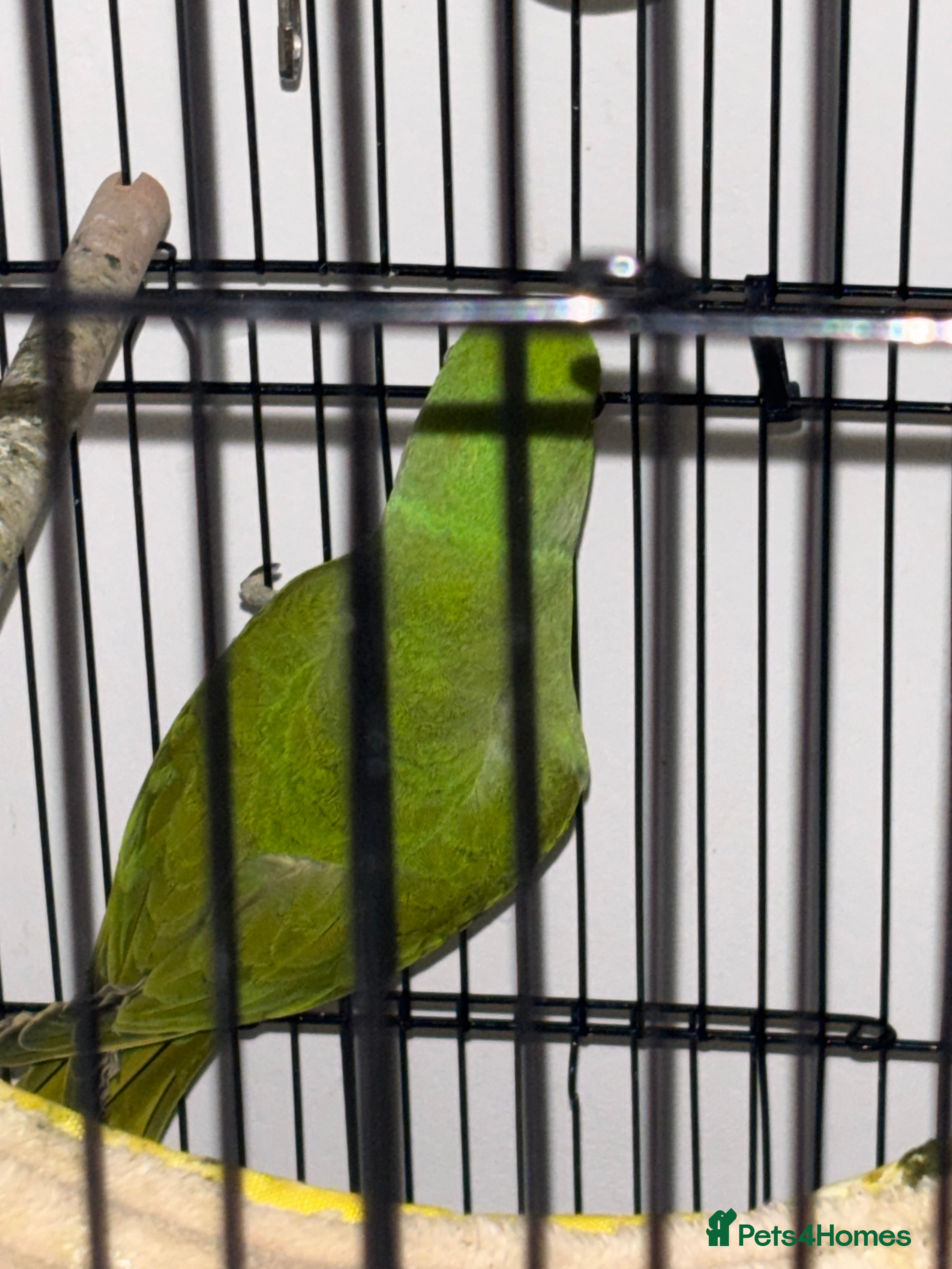 Ringnecks birds Indian ringneck  - Advert 10