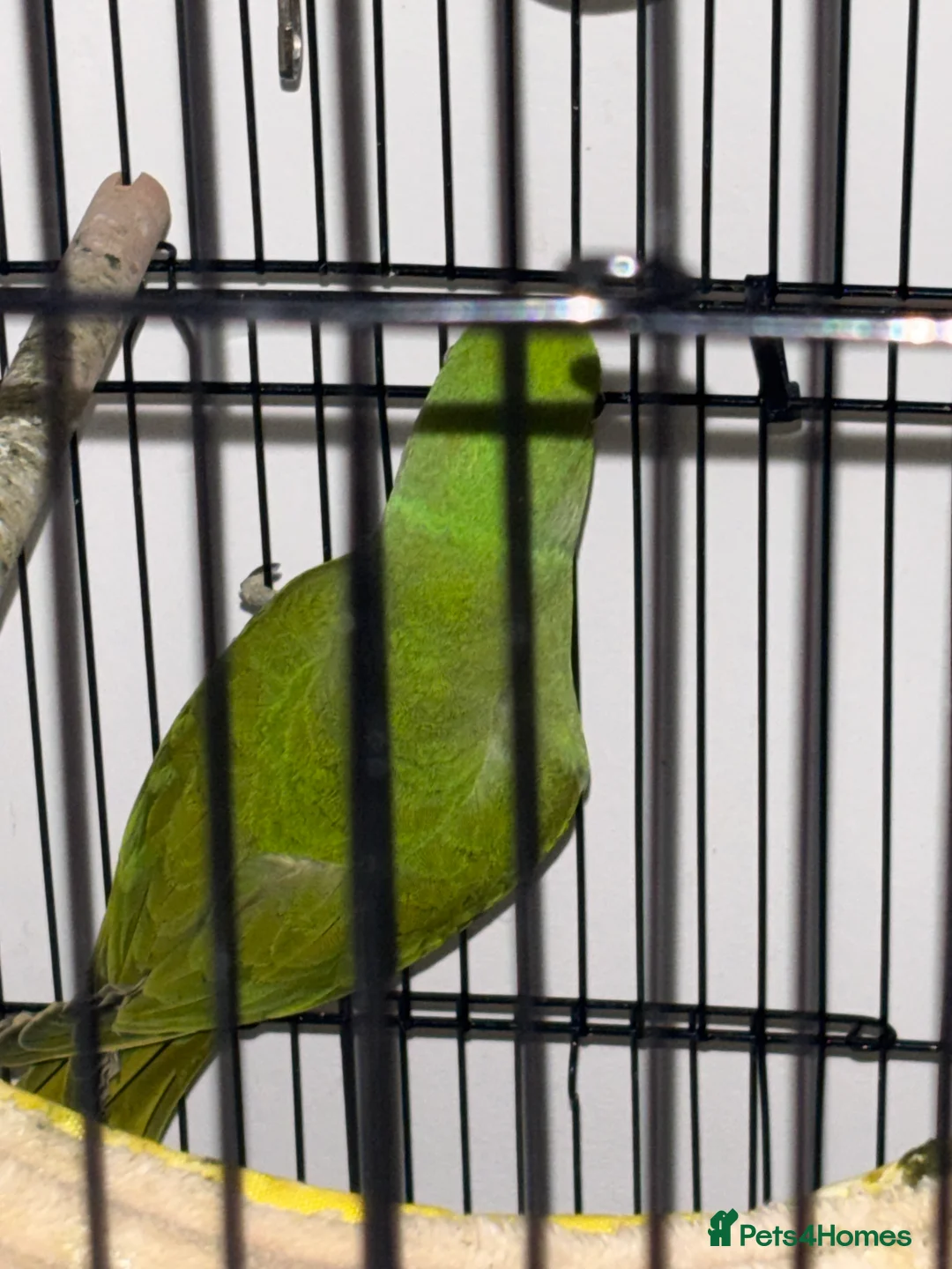 Ringnecks birds for sale: Indian ringneck  - Advert 1