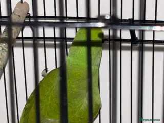 Ringnecks birds Indian ringneck - Advert 1