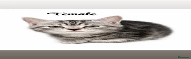 British Shorthair Kitten 3
