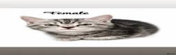 British Shorthair cats for sale: BSH CROSS  - Advert 2