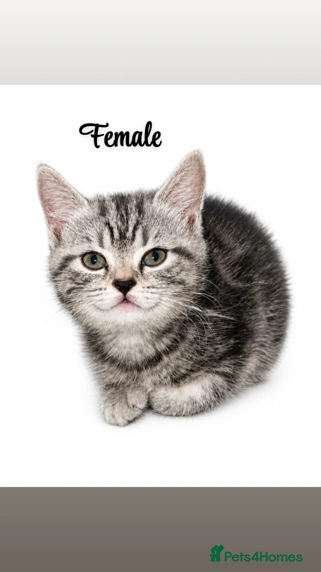 British Shorthair cats for sale: BSH CROSS  - Advert 2