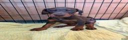 Dobermann dogs for sale: Kc reg health tested Doberman’s price dropped - Advert 10