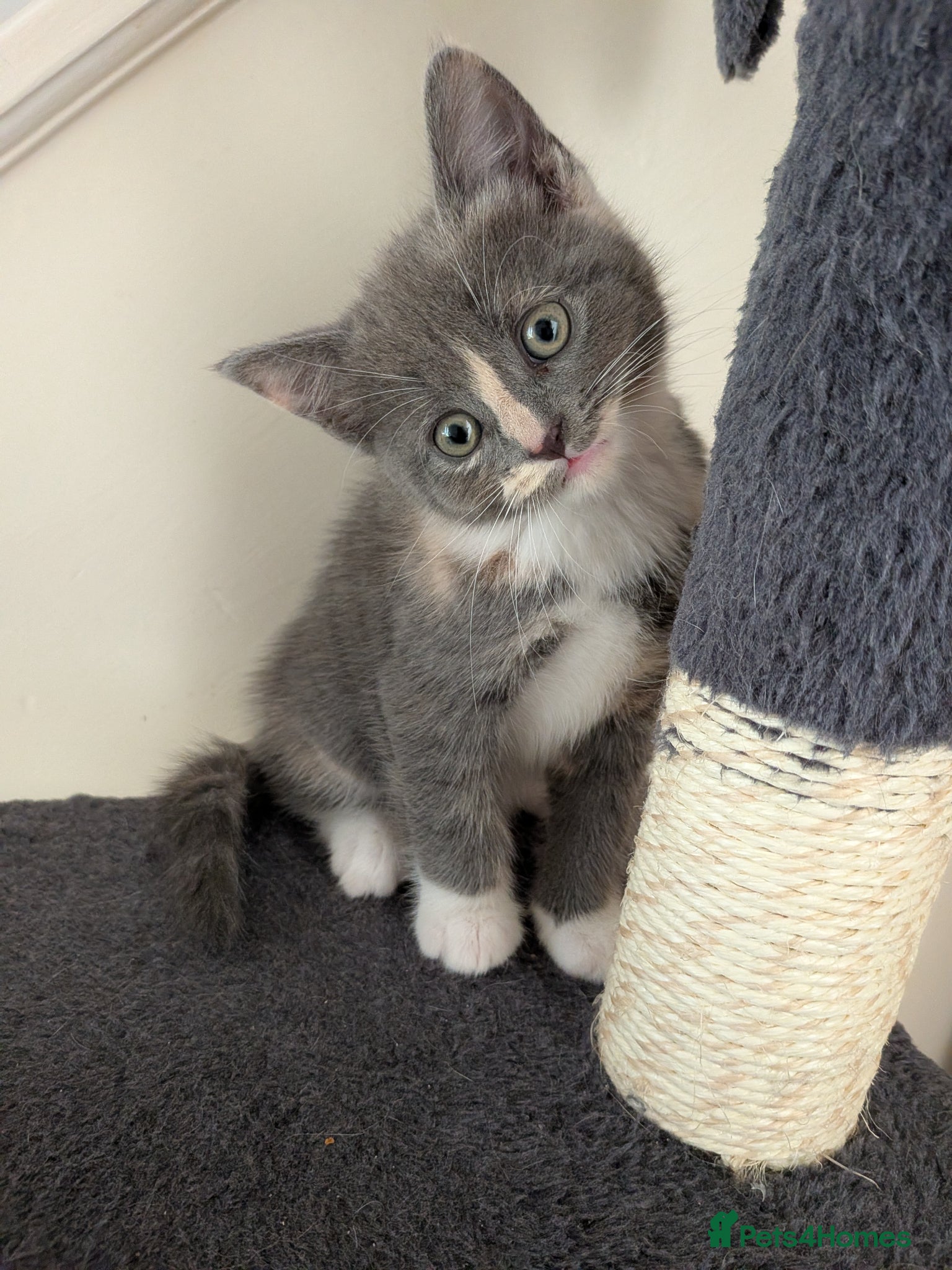 Mixed Breed cats Grey female and blonde male kittens for sale  - Advert 12