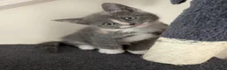Mixed Breed cats for sale: Kittens for sale in Nottingham - Advert 5