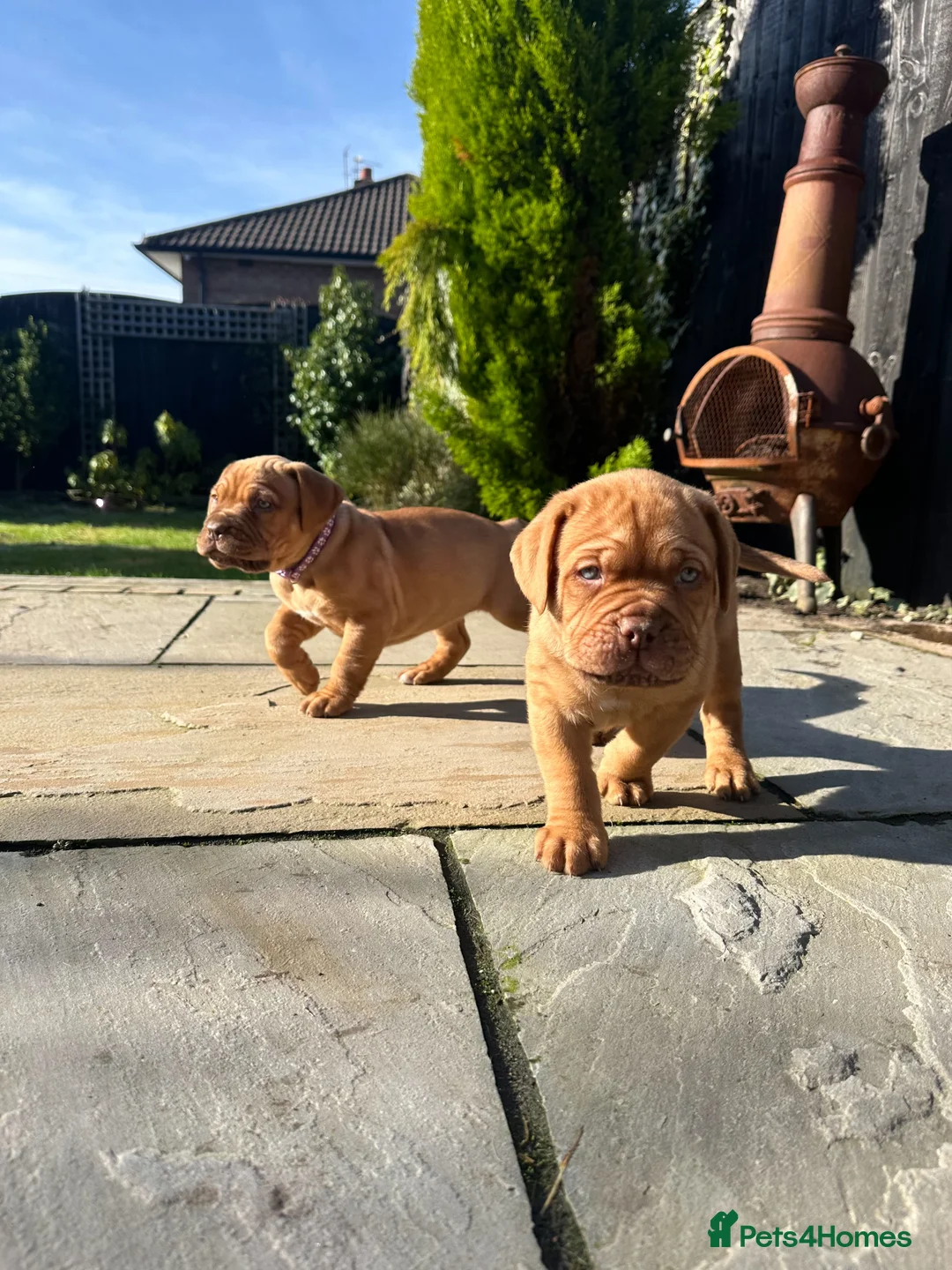 Dogue De Bordeaux dogs for sale: CHAMPION BLOODLINE chunky Dogue de Bordeaux Pup - Advert 2