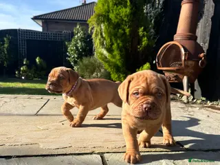 Dogue De Bordeaux dogs CHAMPION BLOODLINE chunky Dogue de Bordeaux Pup - Advert 6