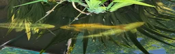 Koi Carp fish for sale: Japanese Koi Carp x 3 huge Golden Orfe x 1 - Advert 8
