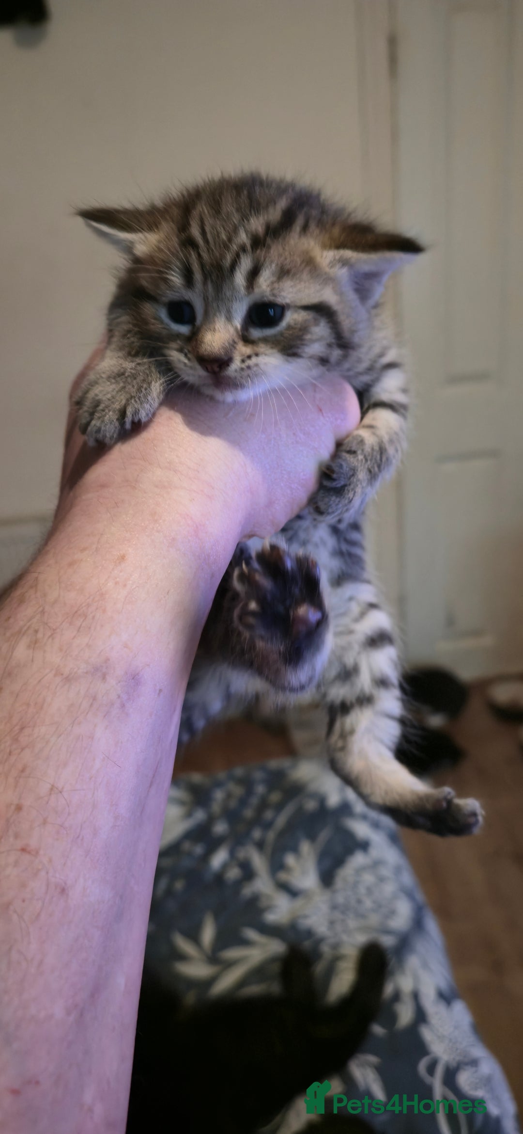 Mixed Breed cats for sale: 11 beautifull kittens ready for 14/01/2026 - Advert 6