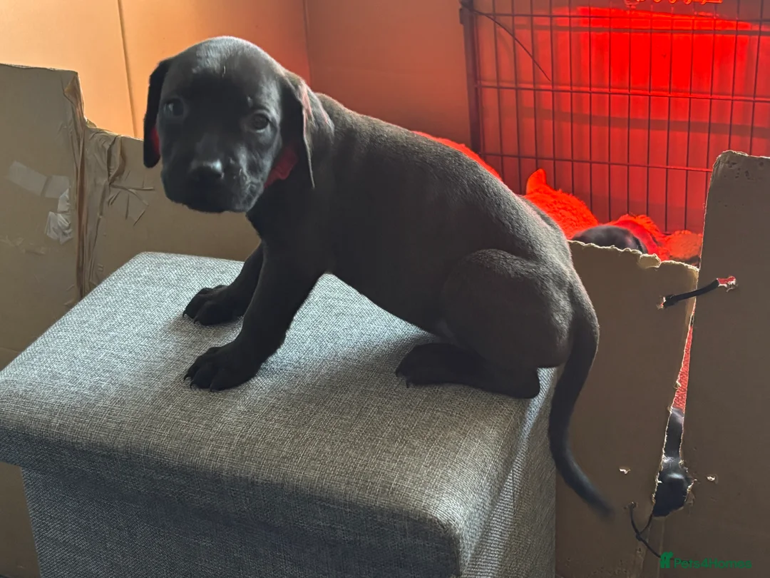 Mixed Breed dogs for sale: Beautiful Presa cross staff pups  - Advert 2