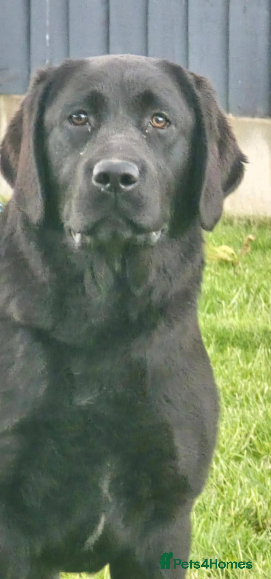 Labrador Retriever dogs for sale: 10 Month Old Labrador Female. - Advert 2