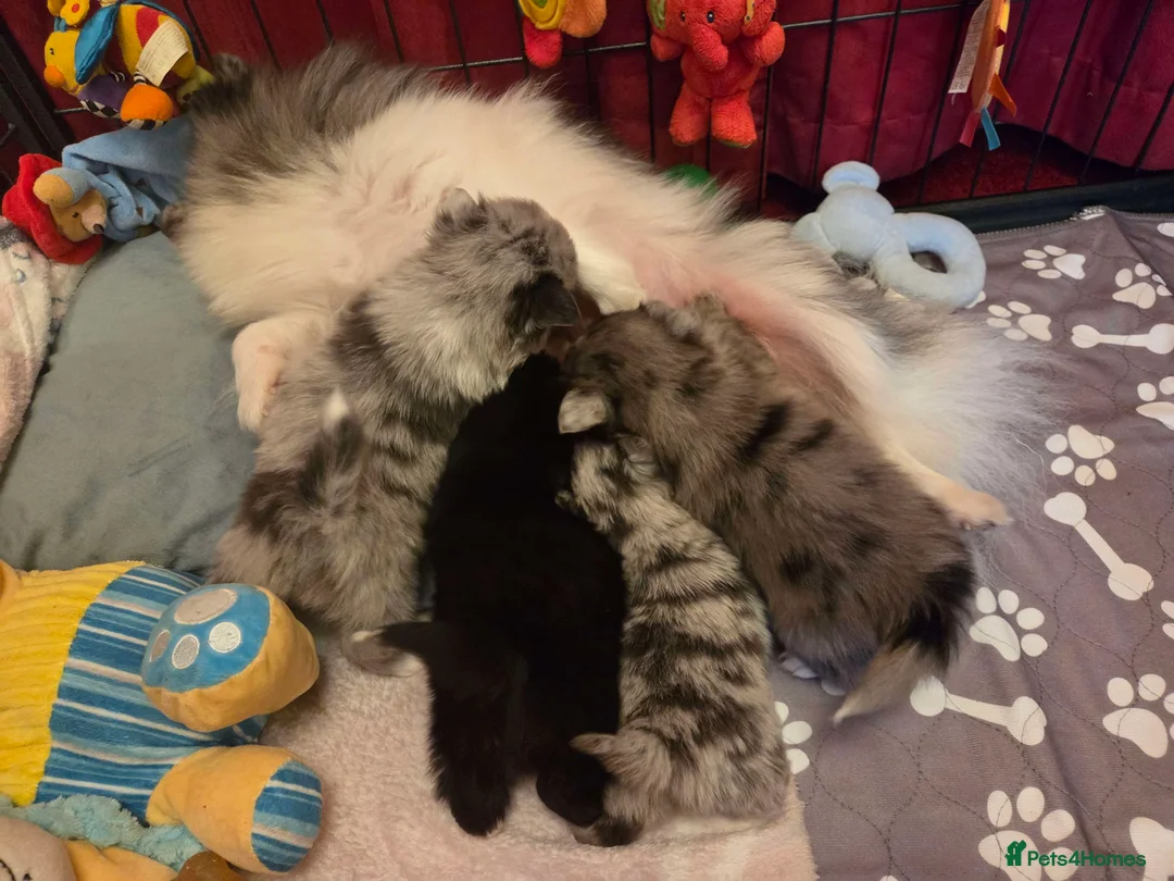 Pomchi dogs for sale: 3 Beautiful 3/4 pomeranian 1/4 chihuahua puppies,  - Advert 8