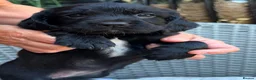 Sprocker dogs for sale: Sprocker spaniel  - Advert 16