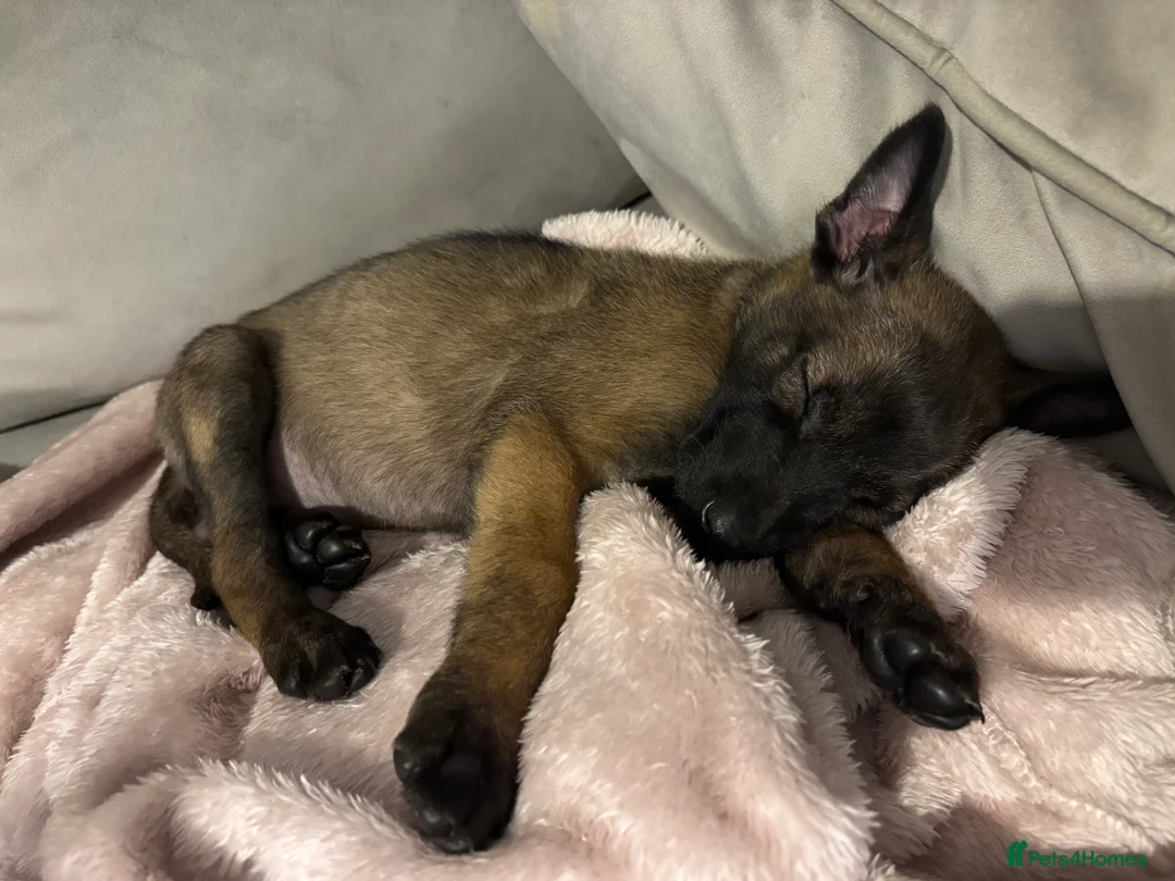 Belgian Shepherd Dog dogs for sale: Belgian Malinos puppy - Advert 2