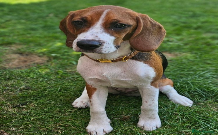 Beagle dogs - Advert 1