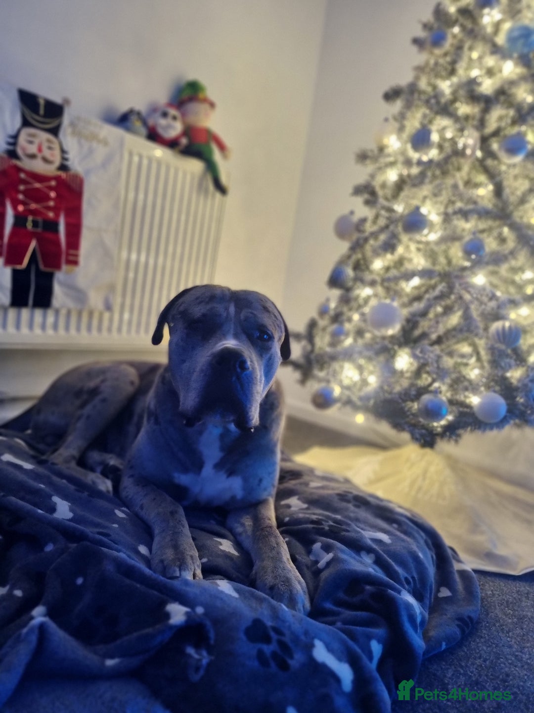 Mixed Breed dogs for sale: 14 month merle mastiff  - Advert 2