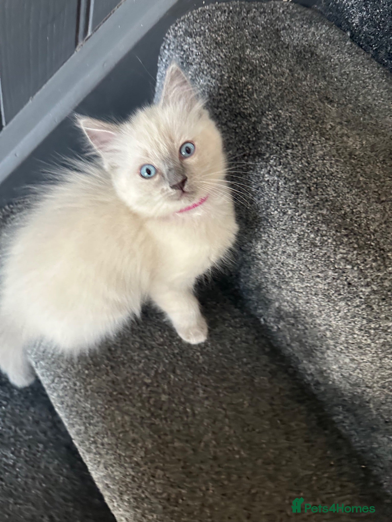 Ragdoll cats 2 beautiful blue point ragdolls kitten left  - Advert 8