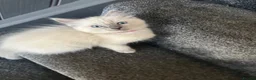 Ragdoll cats for sale: 2 beautiful blue point ragdolls kitten left  - Advert 1