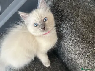 Ragdoll cats 2 beautiful blue point ragdolls kitten left - Advert 5