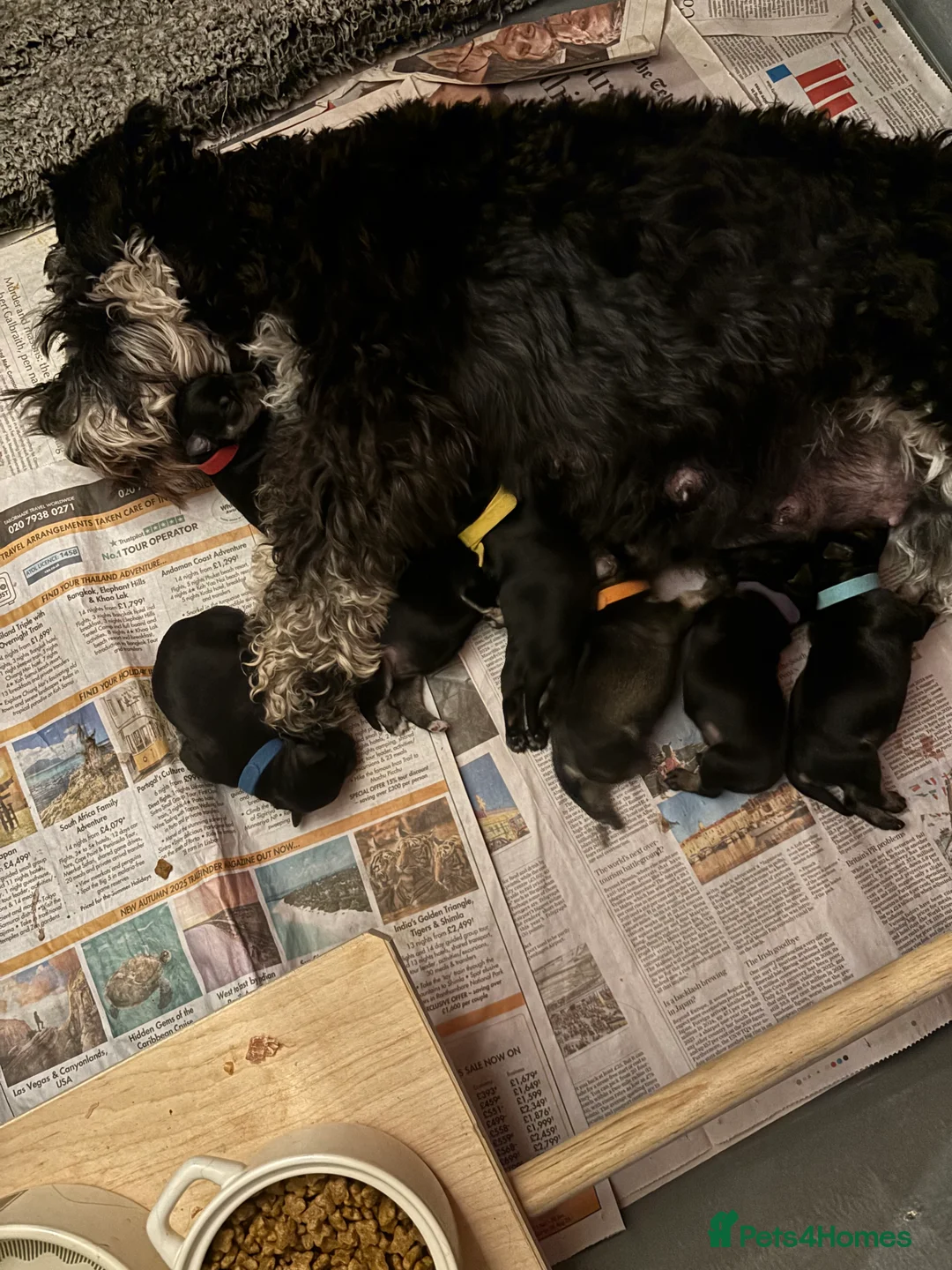 Miniature Schnauzer dogs for sale: Stunning Puppies - Advert 12