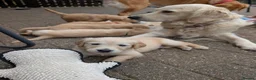 Golden Retriever dogs for sale: Golden retriever puppies  - Advert 7