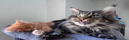Maine Coon cats for sale: TICA registered polydactyl Maine Coon kittens 😻 - Advert 10