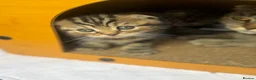 Mixed Breed cats for sale: British and Scottish fold - Advert 3