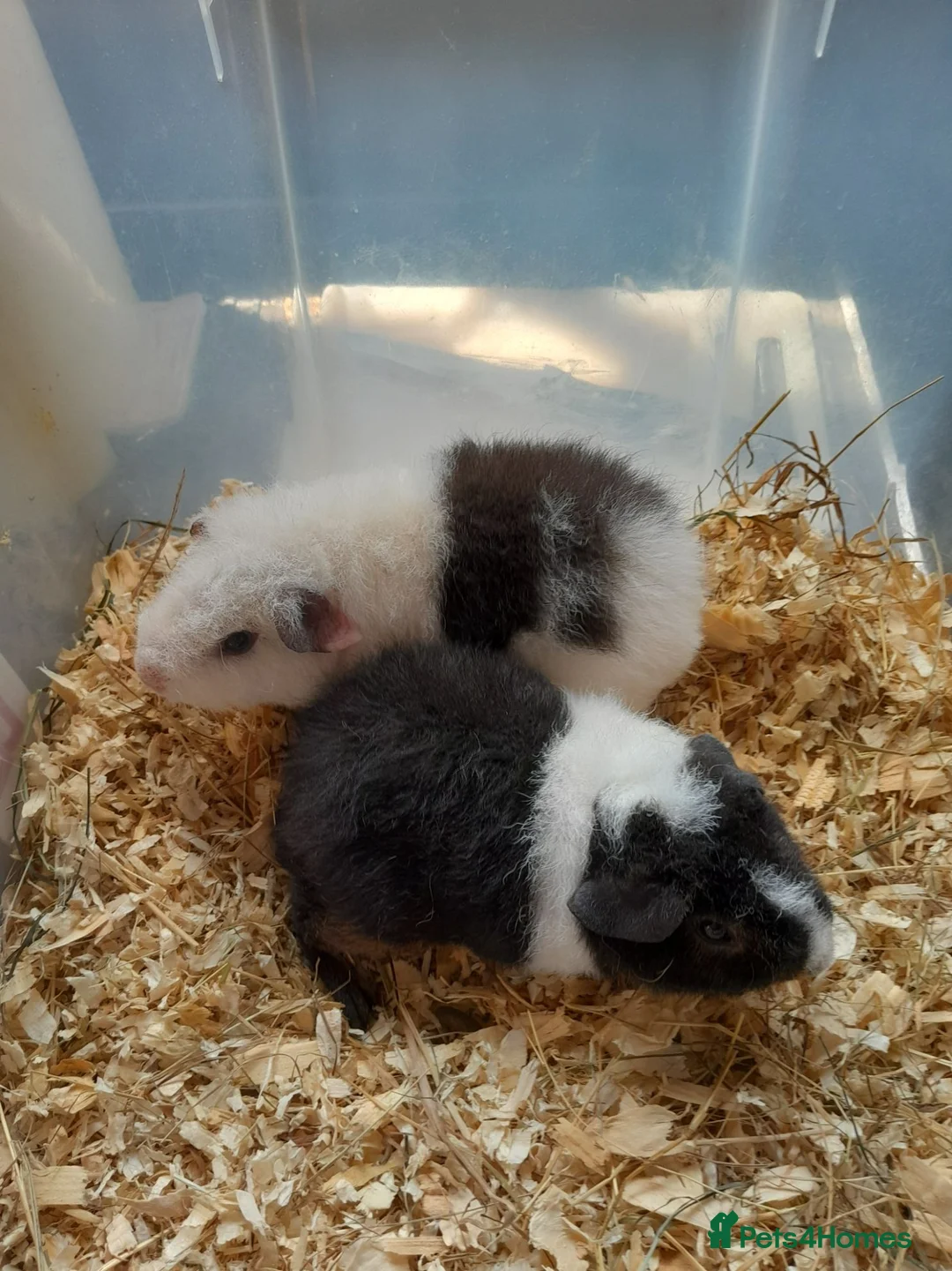 Guinea Pig rodents for sale: Baby Teddy boys and girls - Advert 2
