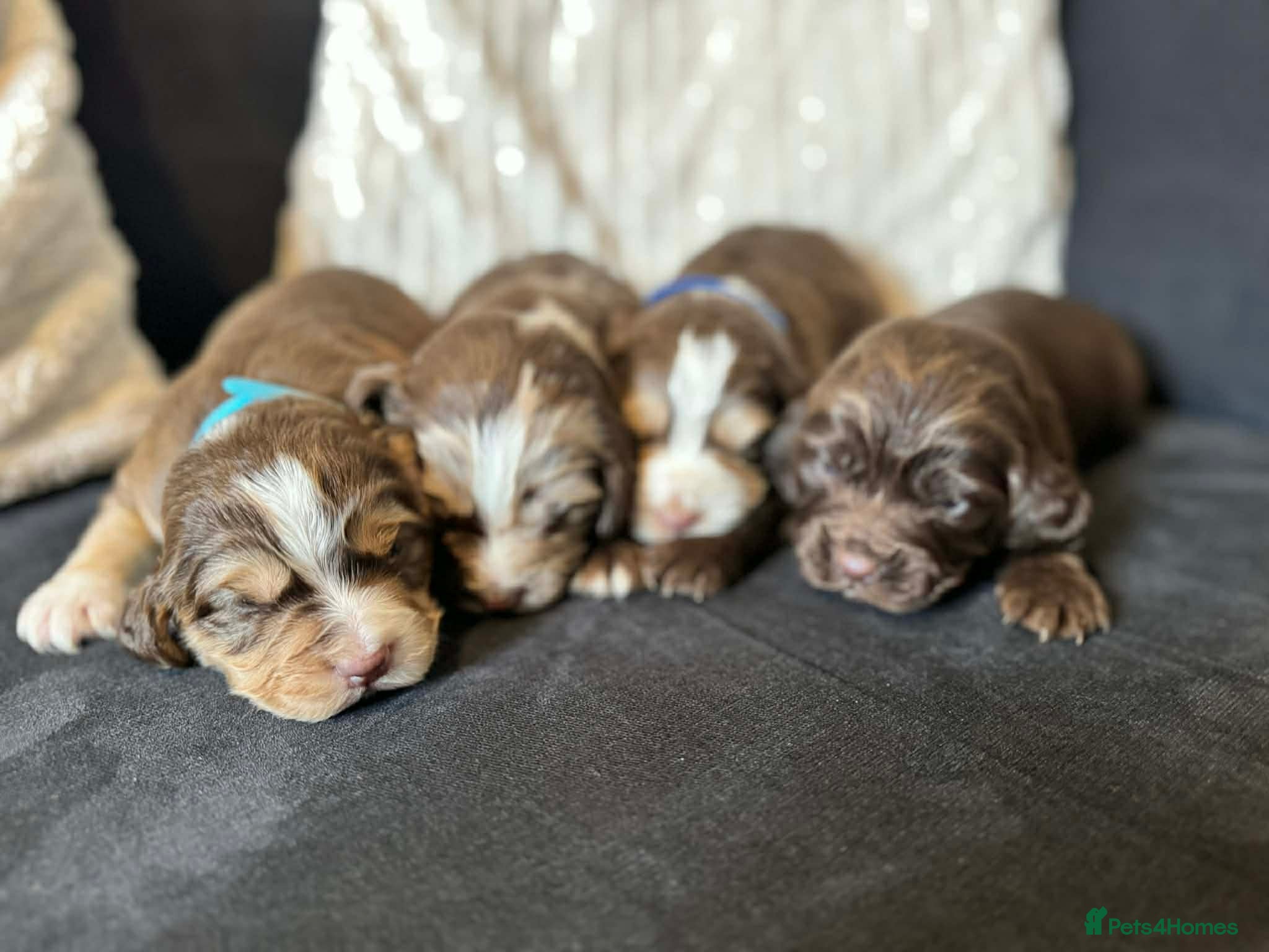 Cocker Spaniel dogs 4 Beautiful working cocker spaniel 😍 - Advert 1