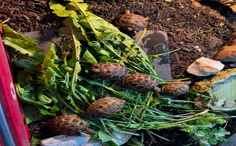 Tortoise reptiles - Advert 2