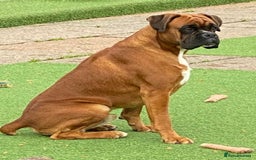 Boxer dogs for sale: 🌟KC REG BOBTAIL BOXER PUPS🌟 - Image 3
