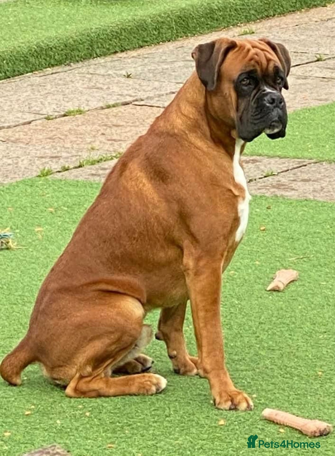 Boxer dogs for sale: 🌟KC REG BOBTAIL BOXER PUPS🌟 - Image 3