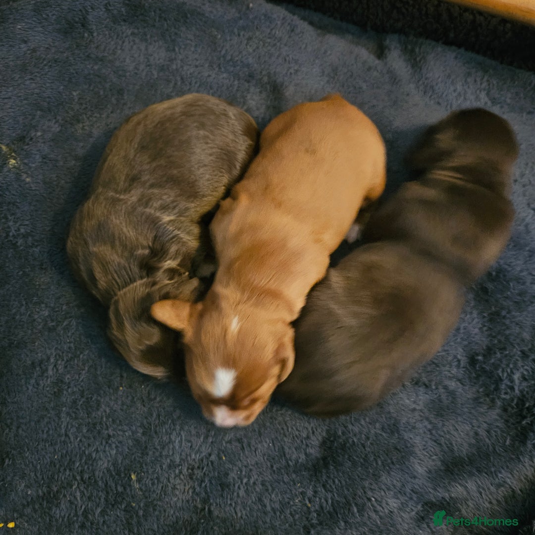 Cocker Spaniel dogs for sale: Cocker spaniel Puppies Males and females - Advert 12