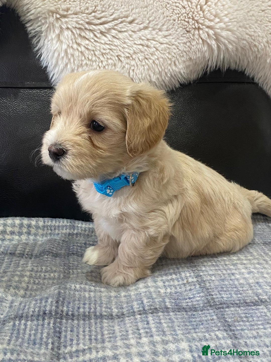 Maltipoo dogs for sale: Gorgeous f1 maltpoos health tested parents  - Image 4