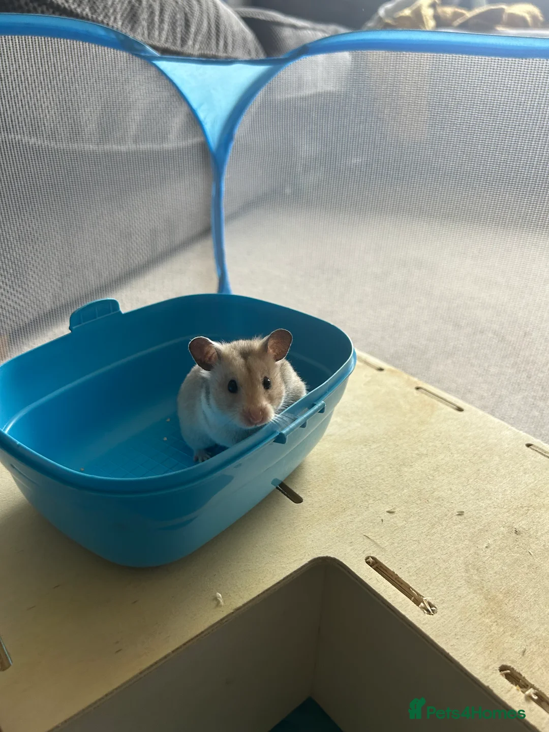 Hamster rodents for sale: Female hamster  - Advert 4