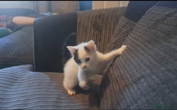 Mixed Breed cats for sale: 7 gorgeous kittens READY NOW - Image 5