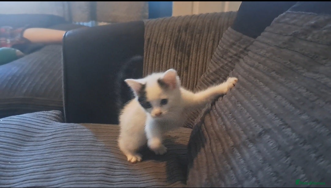 Mixed Breed cats for sale: 7 gorgeous kittens READY NOW - Image 5