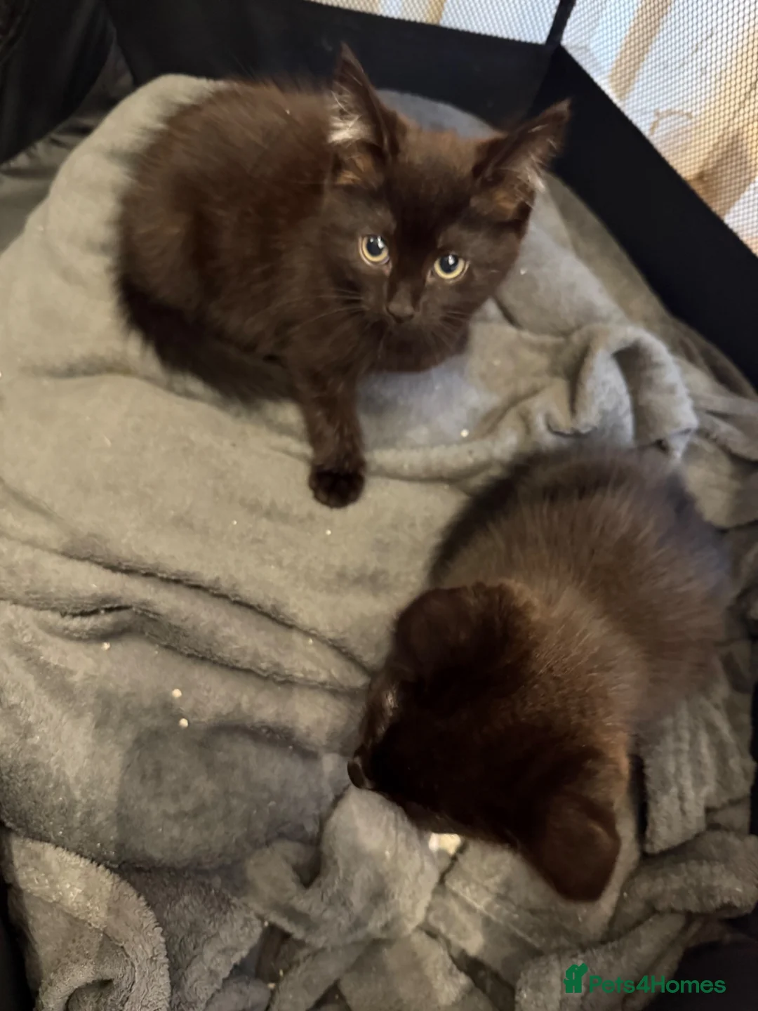 Mixed Breed cats for sale: Kittens  in Tamworth - Advert 2