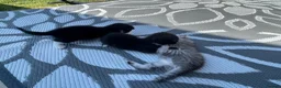 Mixed Breed cats for sale: 6 Beautiful Kittens - Advert 18