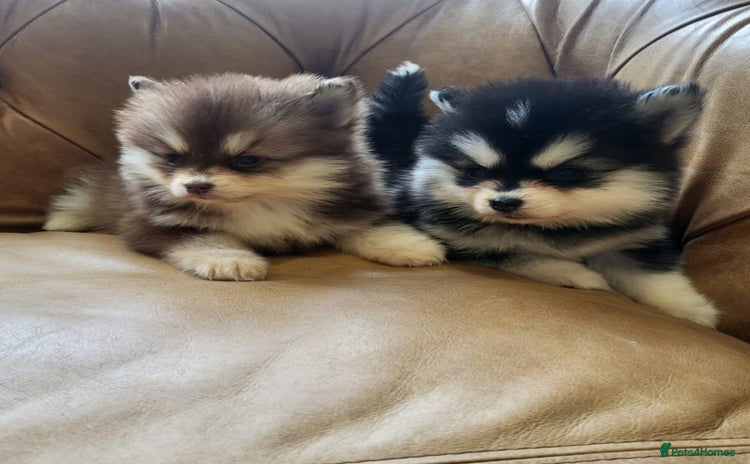 Pomsky dogs - Advert 1