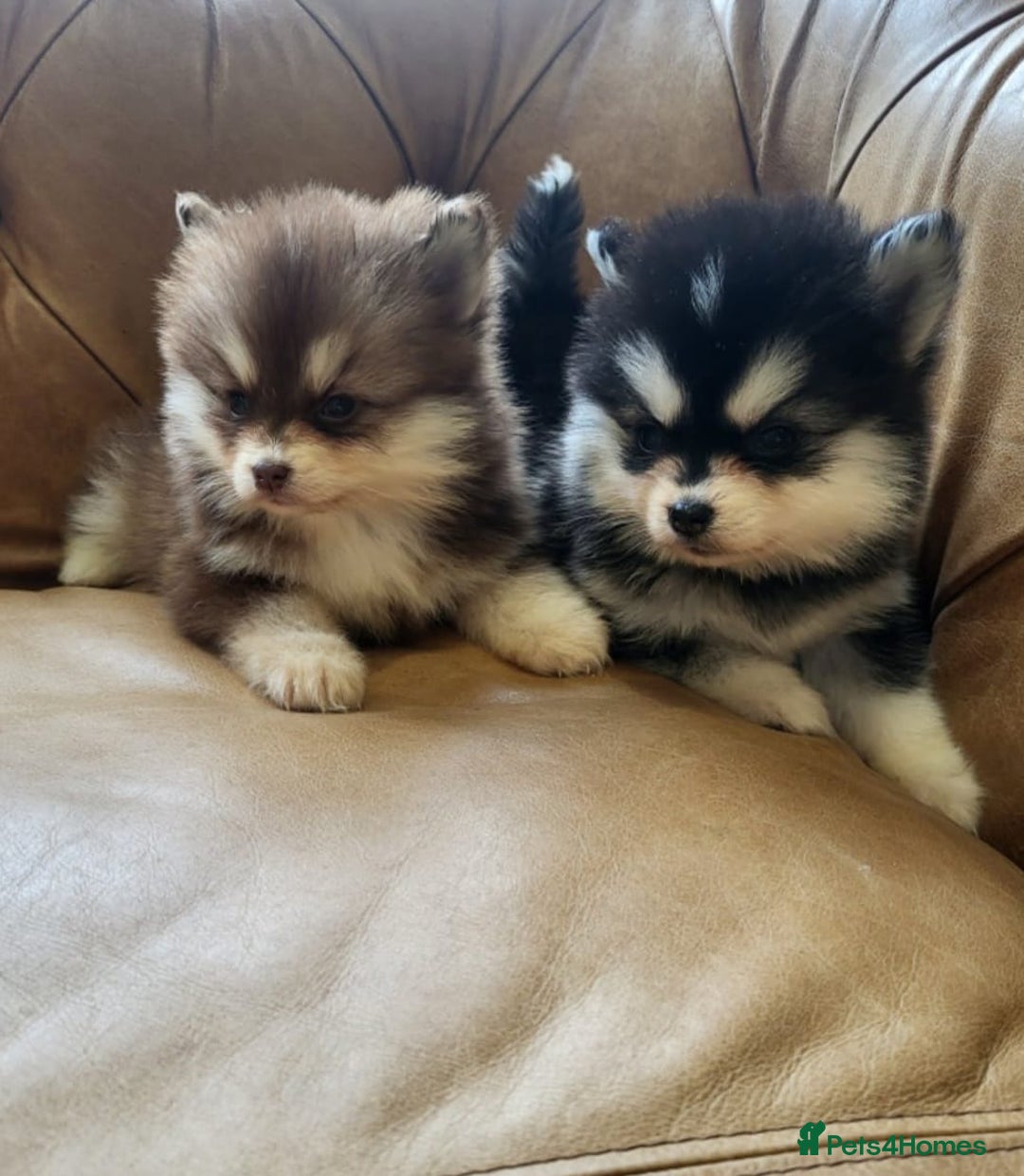 Pomsky dogs for sale:  toy size multi-generational pomsky puppies  - Image 1