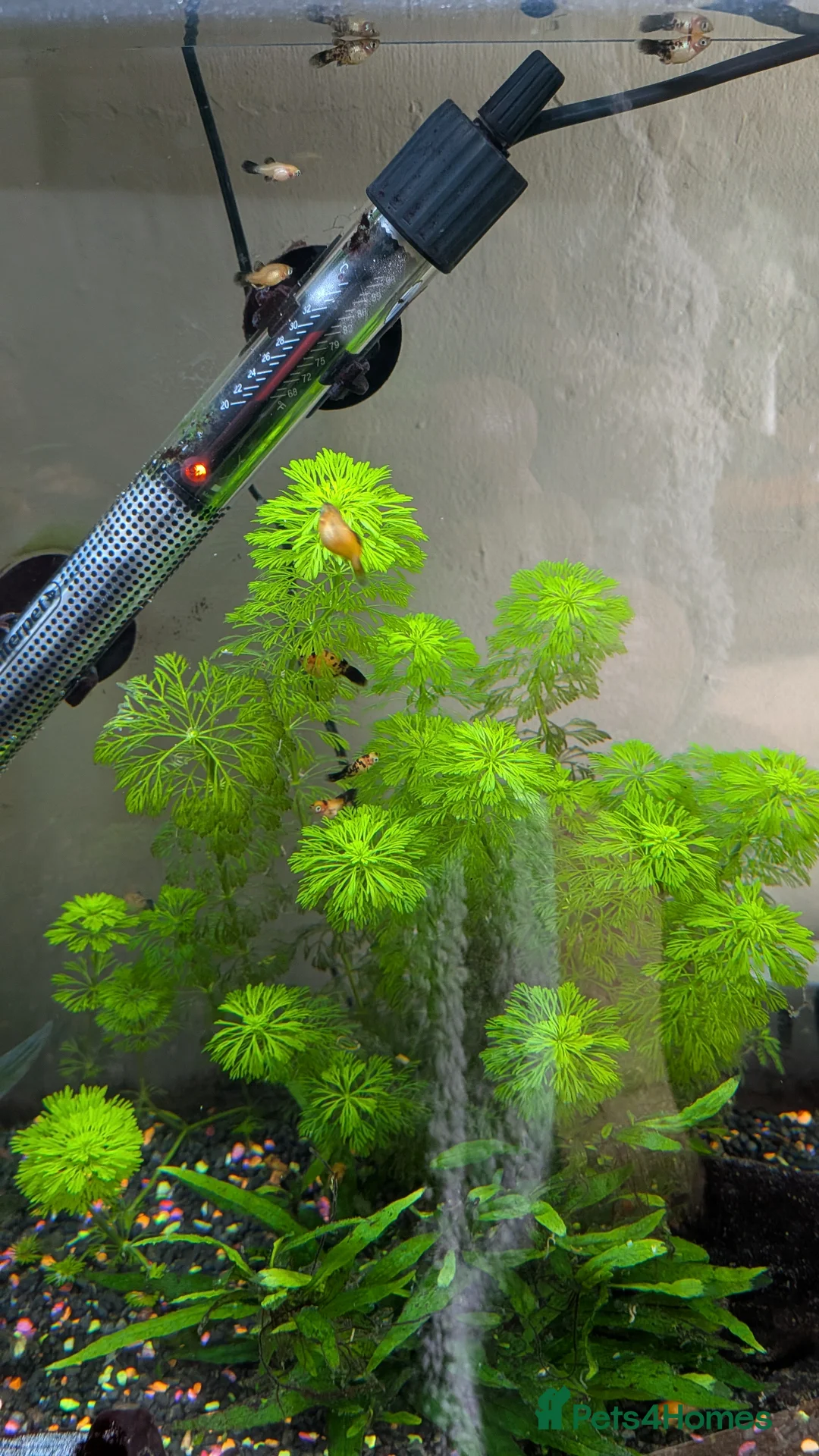 Platies fish for sale: Platy fry fish  in Mold - Advert 2