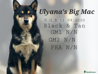 Japanese Shiba Inu dogs Proven Handsome Stud Shiba Inu in Wisbech - Advert 1