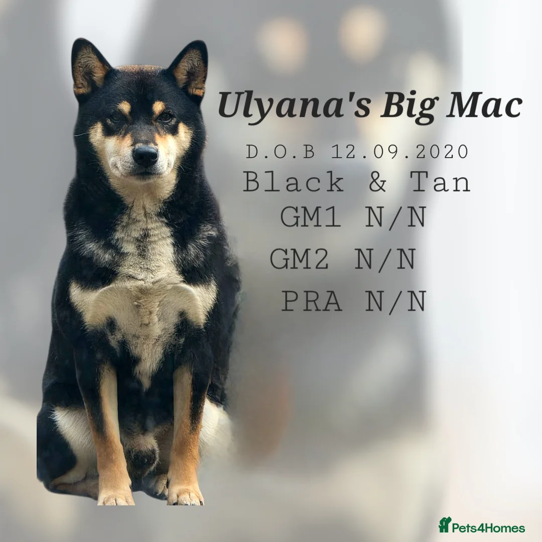 Japanese Shiba Inu dogs for stud: Proven Handsome Stud Shiba Inu in Wisbech - Advert 1