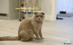 Scottish Fold cats for sale: Scottish Fold & British Longhair Cats for Rehome - Image 2