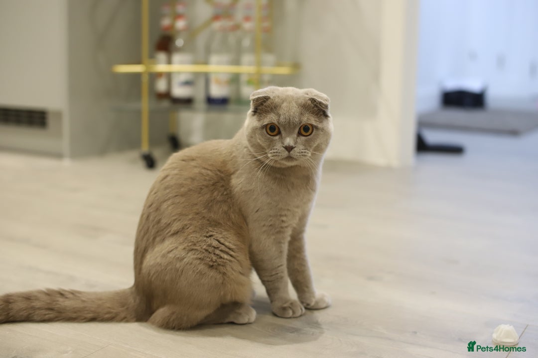 Scottish Fold cats for sale: Scottish Fold & British Longhair Cats for Rehome - Image 2