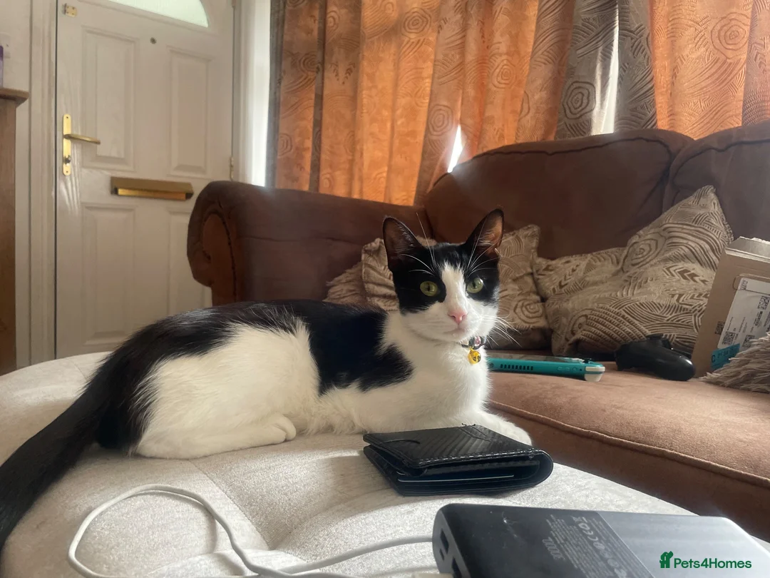 Domestic Shorthair cats for sale: Adorable tux kittens! - Advert 1
