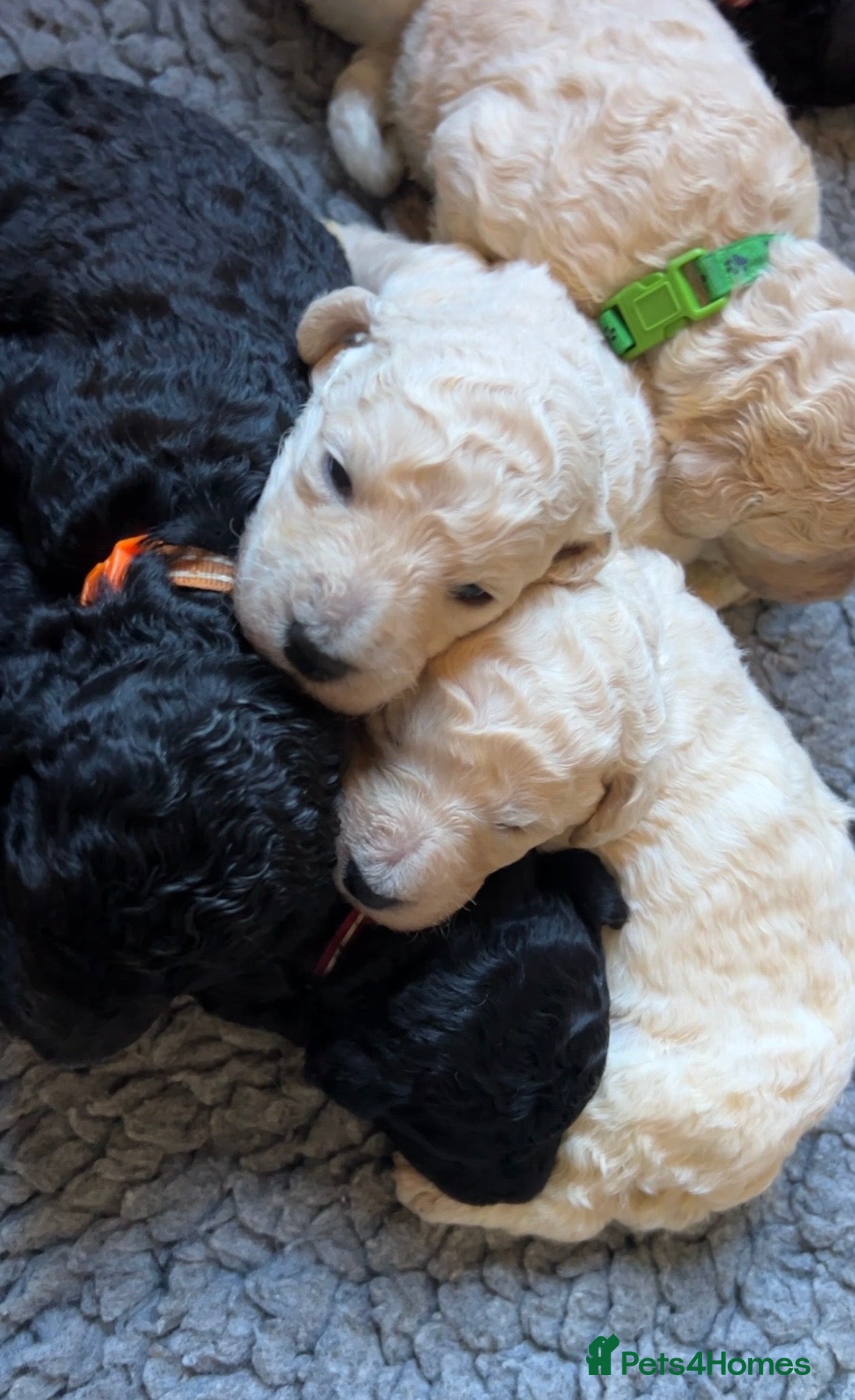Standard Poodle dogs Beautiful White Boy available  - Advert 2
